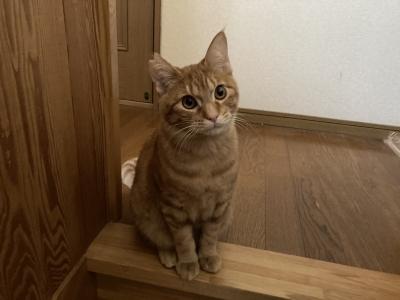 新しい猫ちゃんがやってきました！